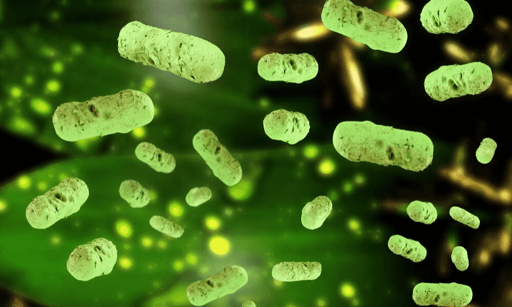 Le détartrage biologique d’ALSBOM : des bactéries performantes