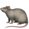 🐀